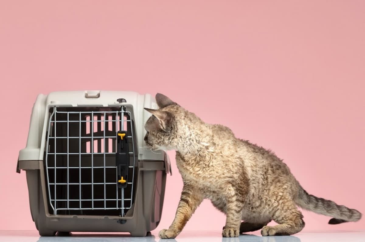 Gato olhando caixa de transporte internacional de pets